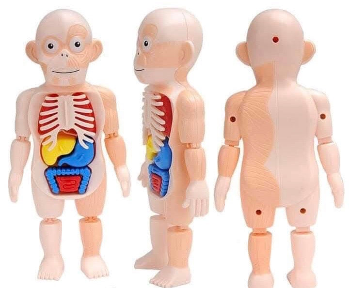 مجسم تشريح جسم الانسان