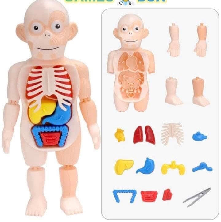 مجسم تشريح جسم الانسان
